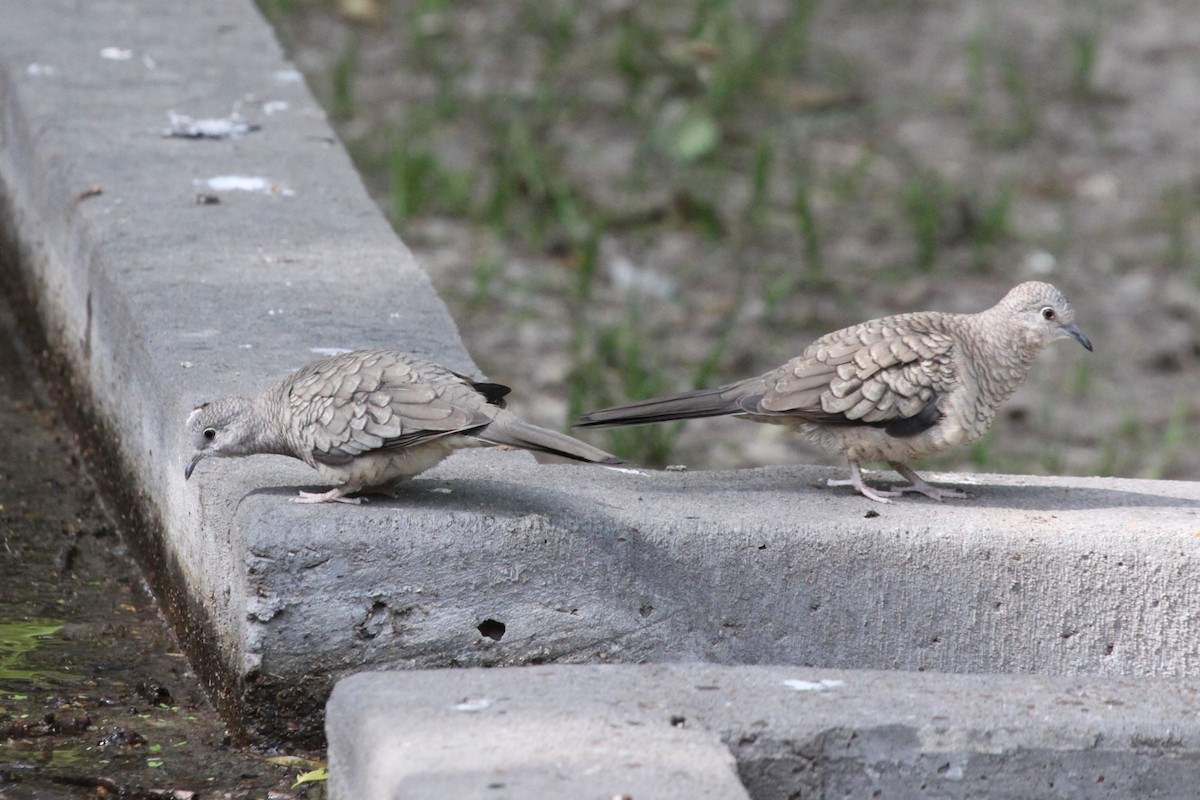 Inca Dove - ML638717449