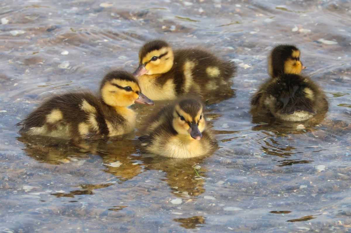 Mallard - ML638717451