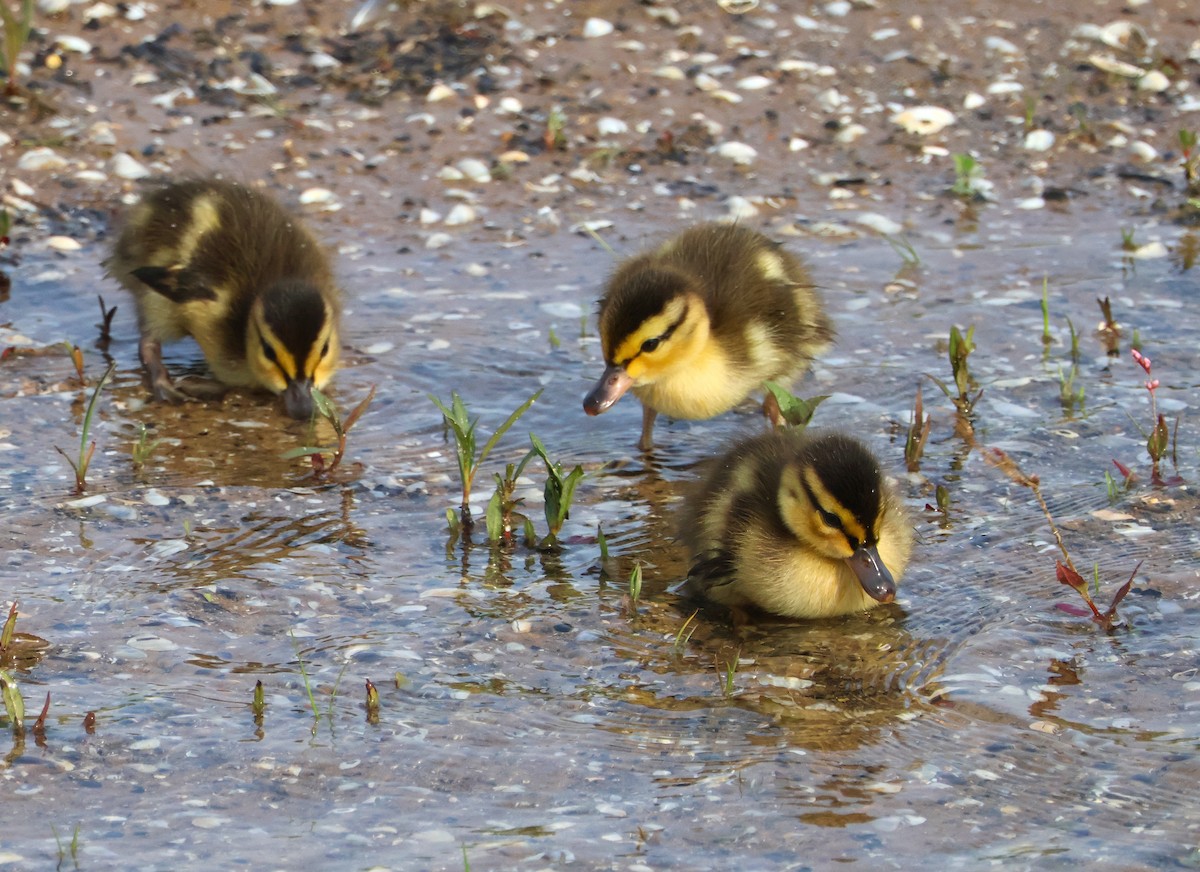 Mallard - ML638717452