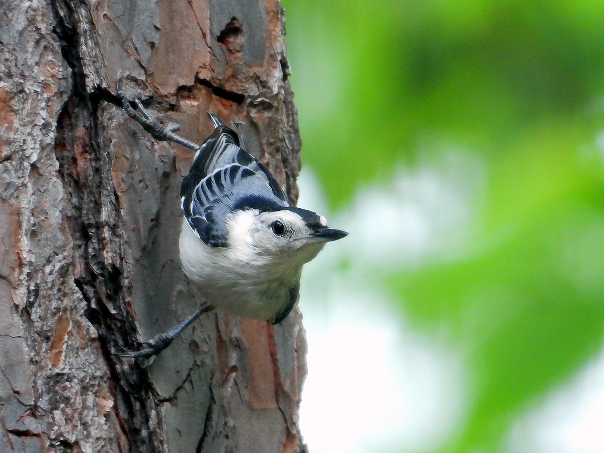 White-breasted Nuthatch - ML638717480