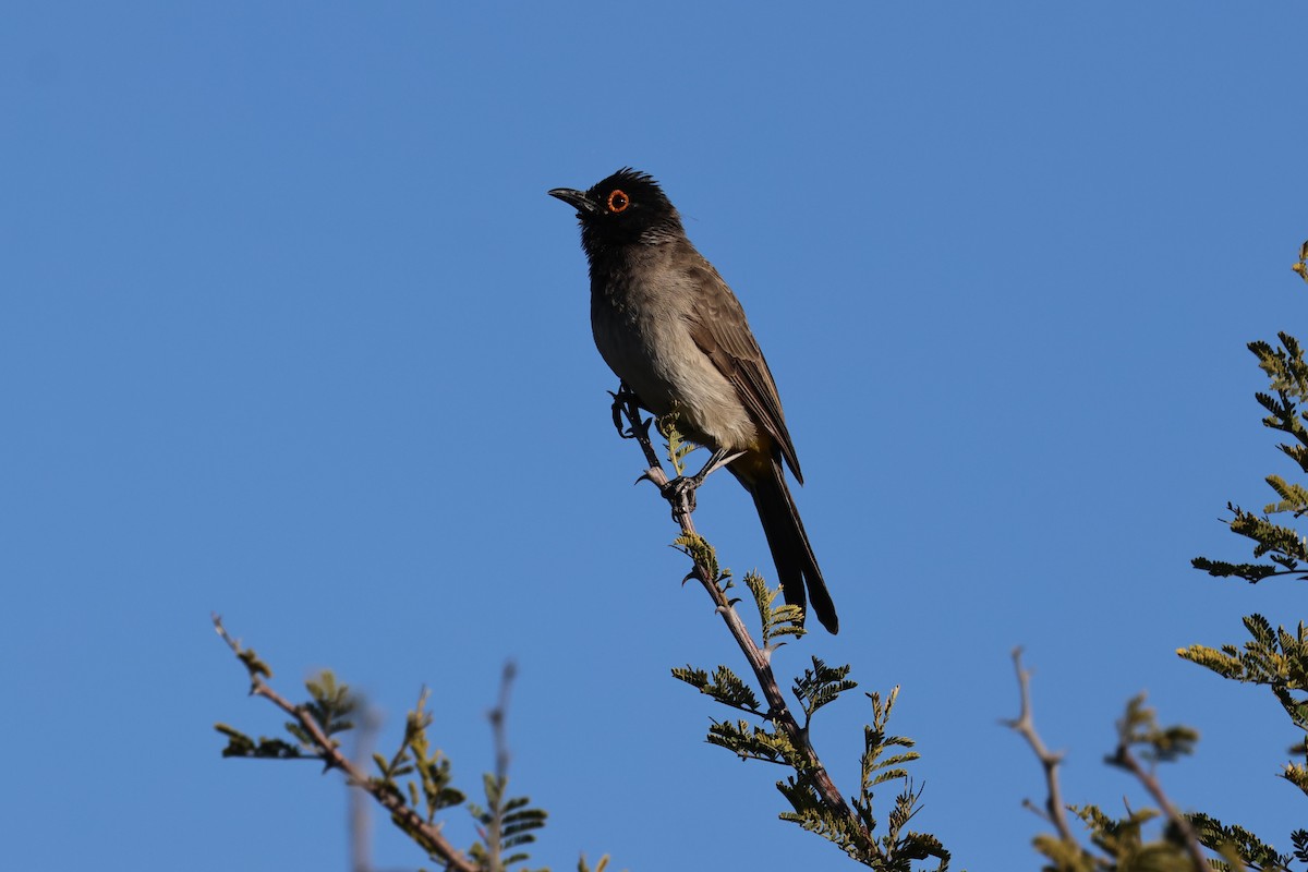 Black-fronted Bulbul - ML638717485