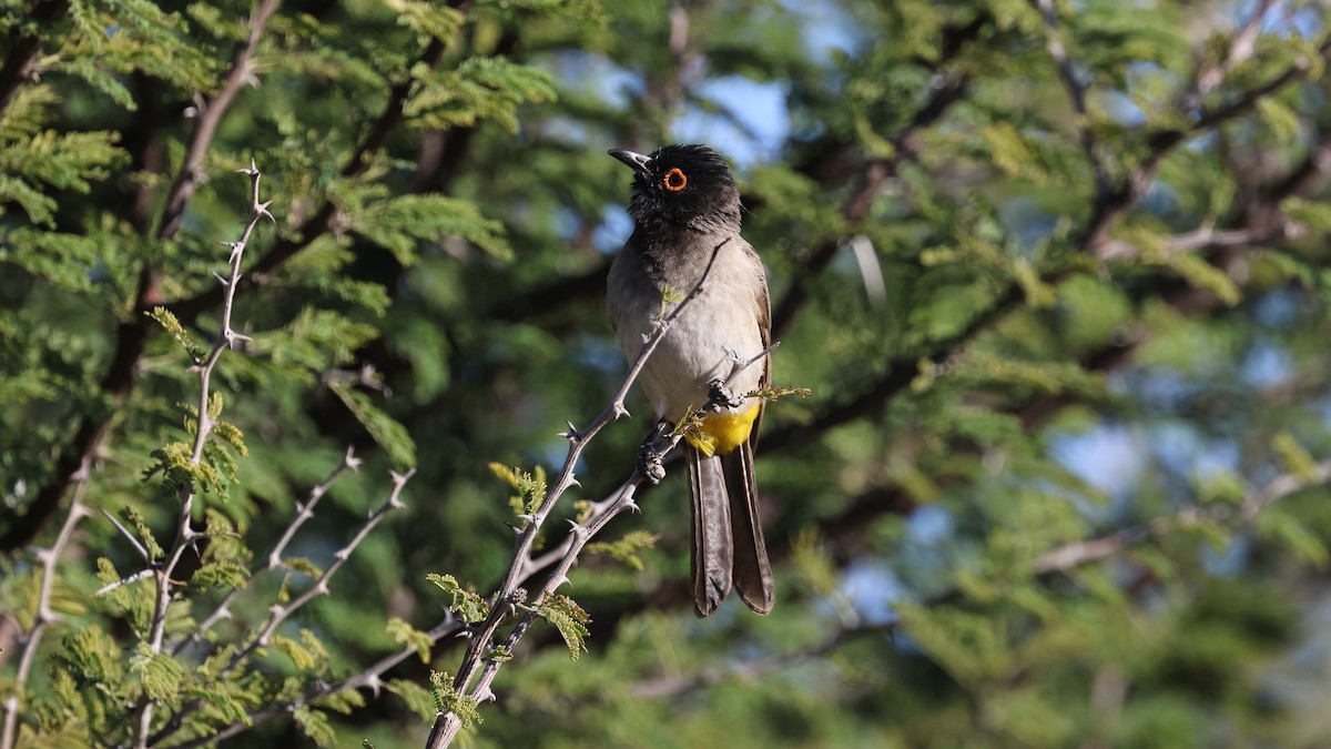 Black-fronted Bulbul - ML638717486