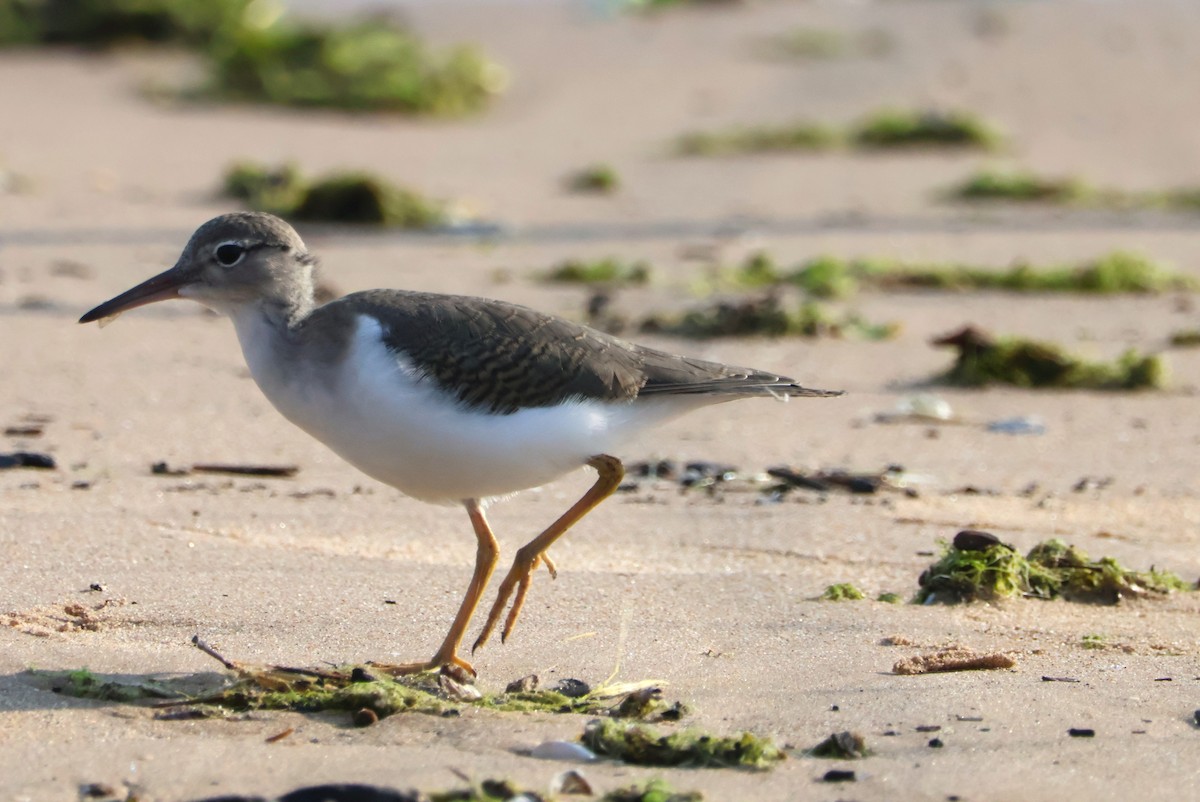 Spotted Sandpiper - ML638717502