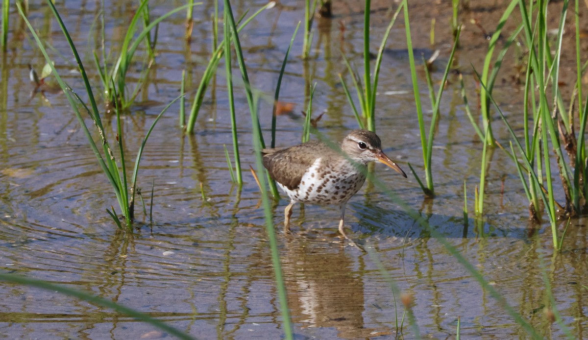 Spotted Sandpiper - ML638717503