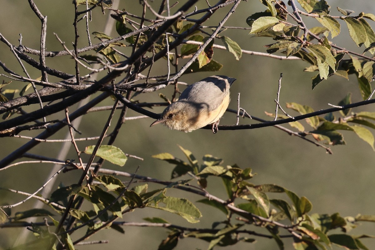 Long-billed Crombec - ML638717504
