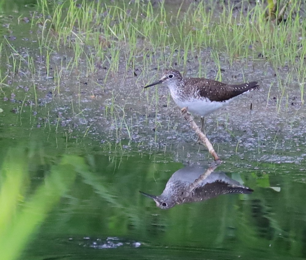 Solitary Sandpiper - ML638717513
