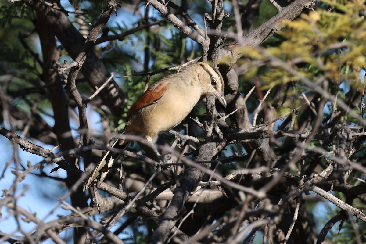 Brown-crowned Tchagra - ML638717522