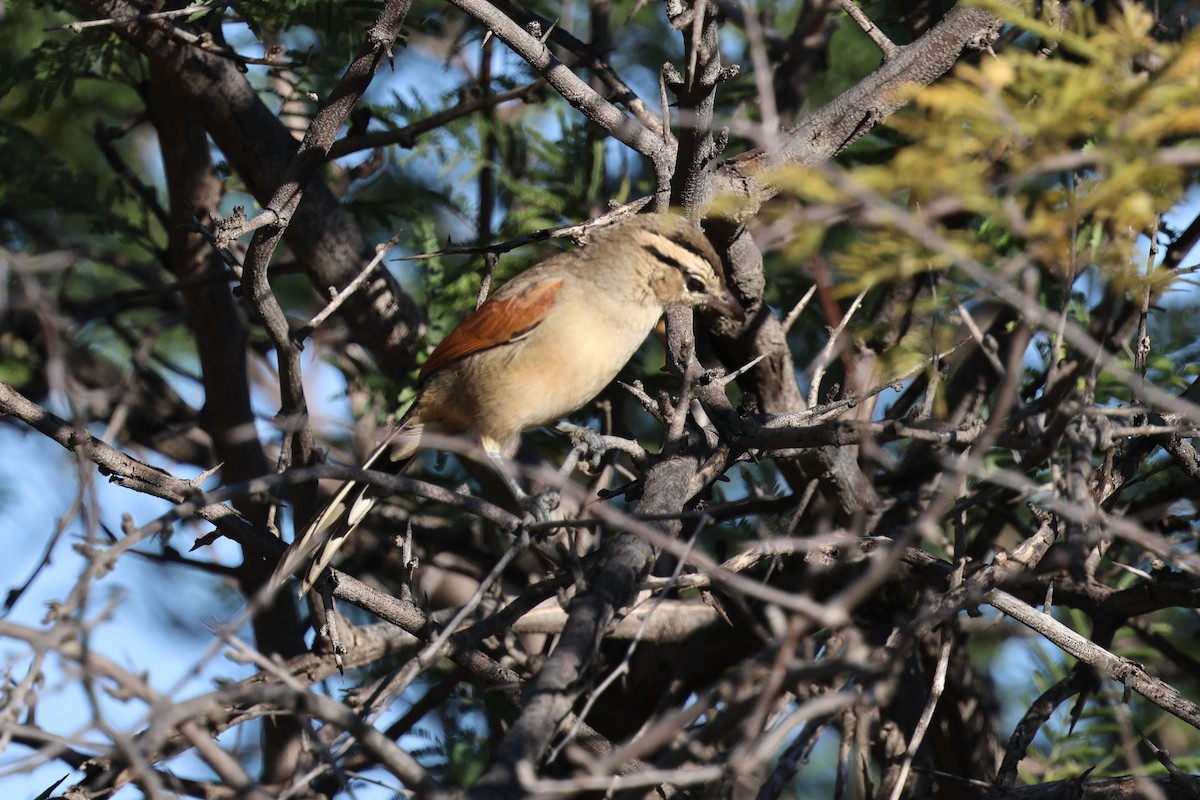 Brown-crowned Tchagra - ML638717524