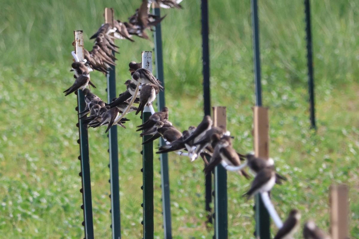 Bank Swallow - ML638717542