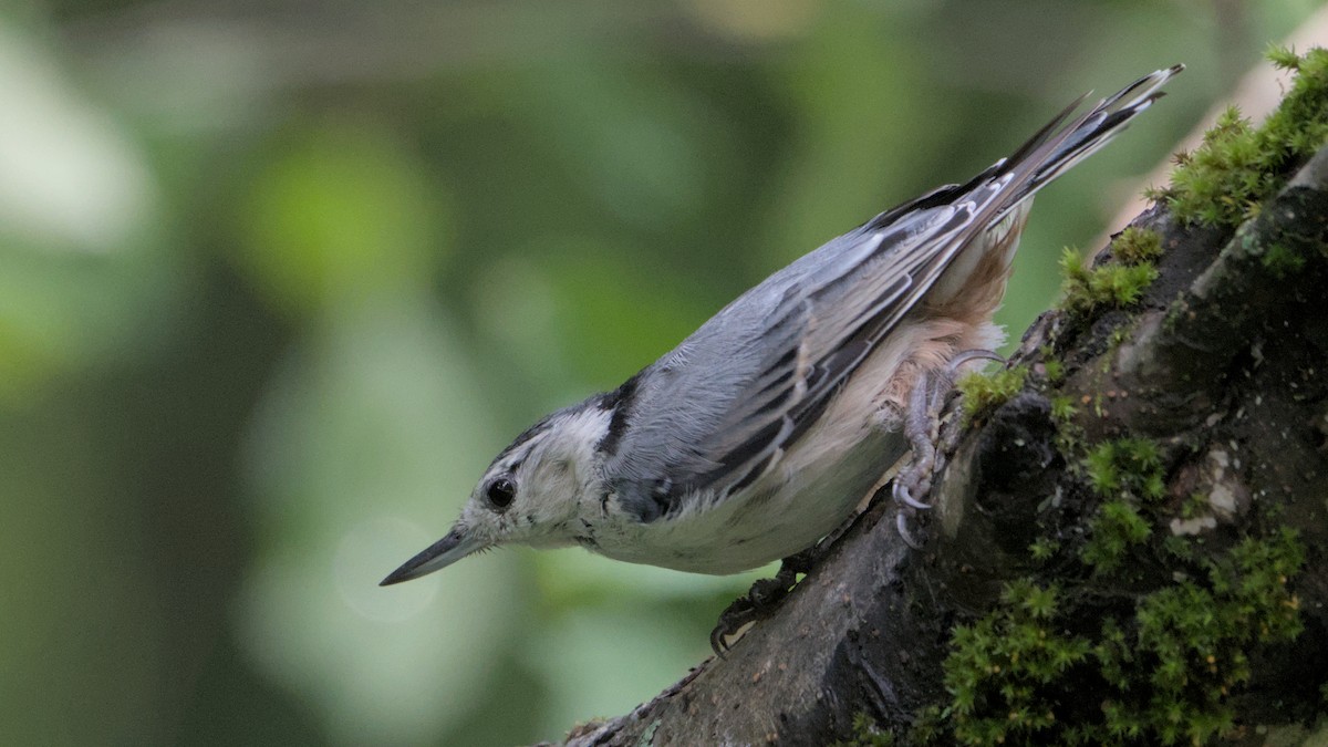 White-breasted Nuthatch - ML638717543