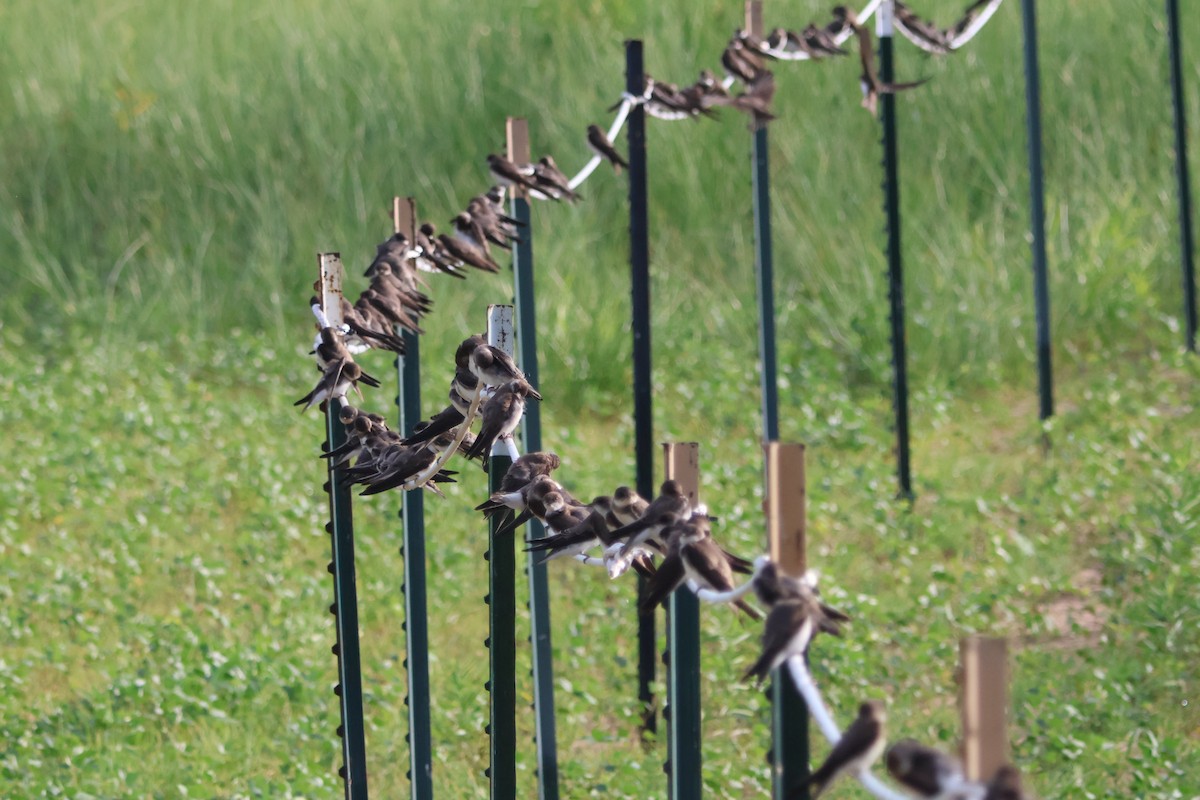 Bank Swallow - ML638717544