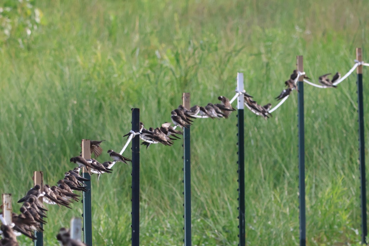 Bank Swallow - ML638717546