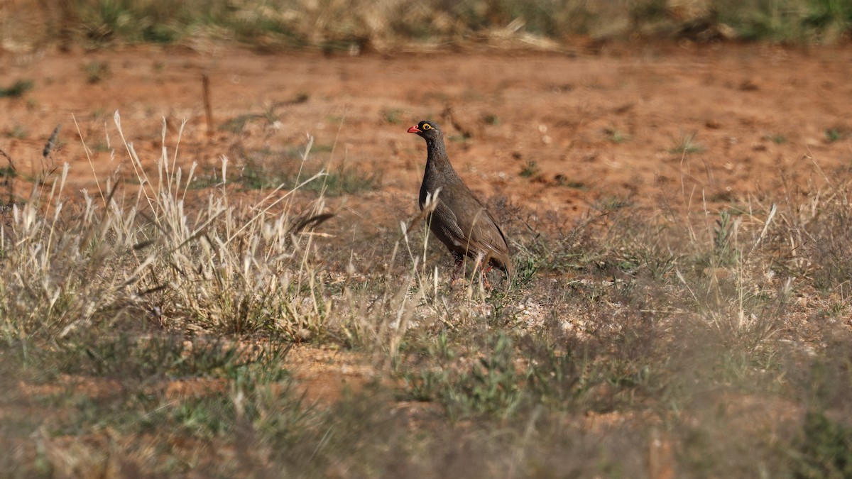 Red-billed Spurfowl - ML638717561