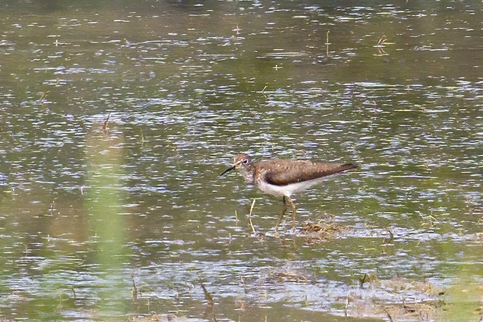 Solitary Sandpiper - ML638717564