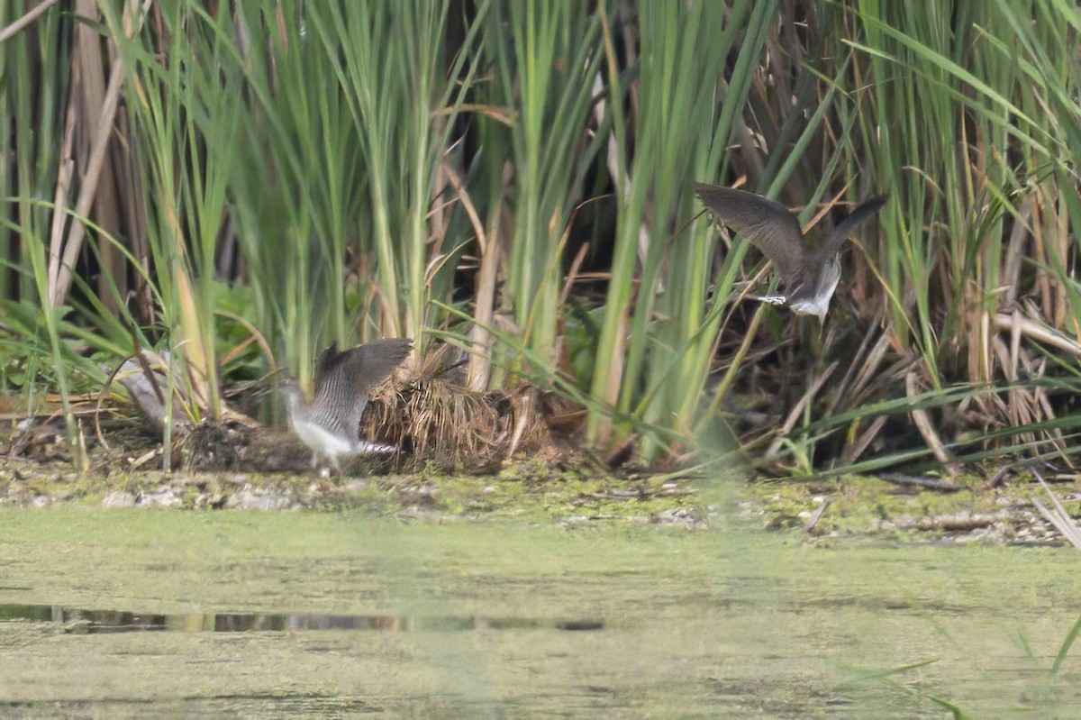 Solitary Sandpiper - ML638717565