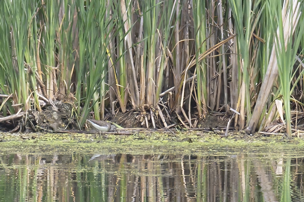 Solitary Sandpiper - ML638717566