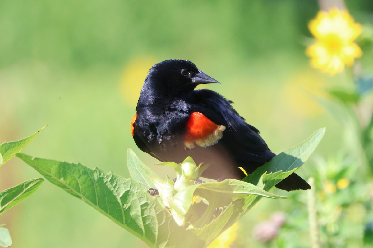 Red-winged Blackbird - ML638717579