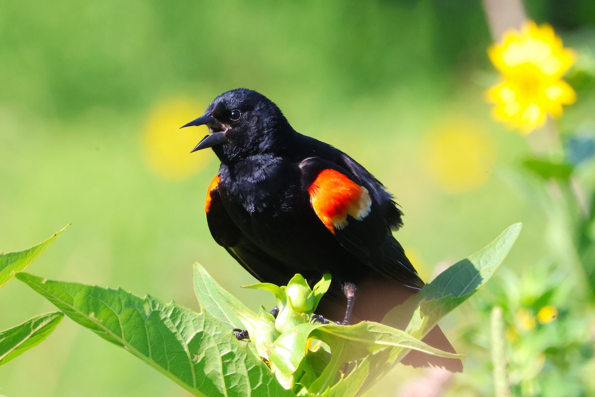 Red-winged Blackbird - ML638717580