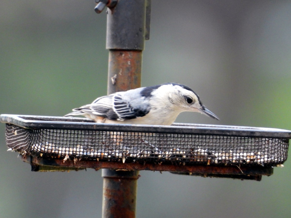 White-breasted Nuthatch - ML638717581