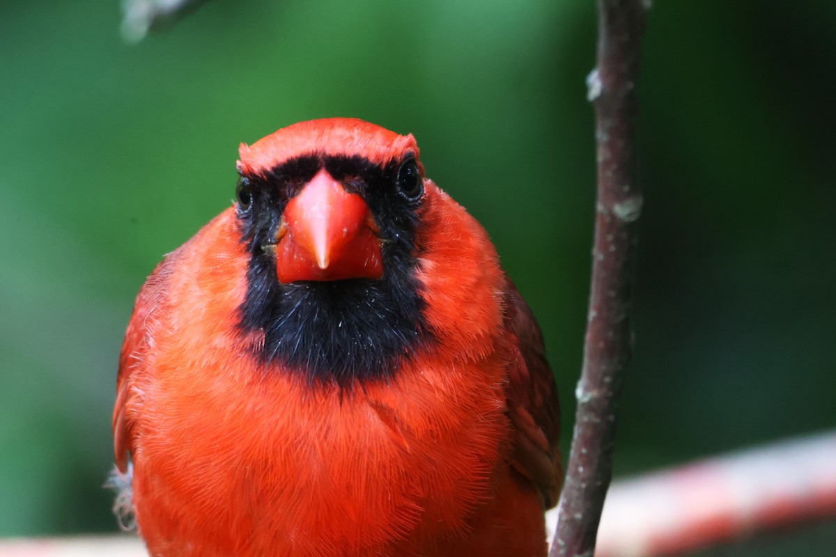 Northern Cardinal - ML638717592