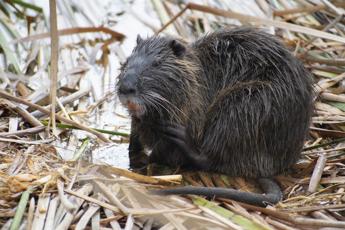 Coypu - ML638717635