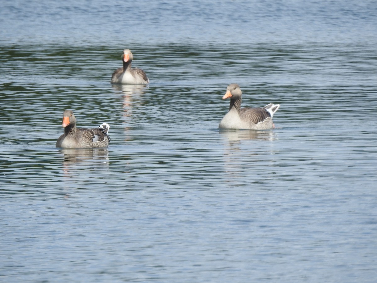 Graylag Goose - ML638717660