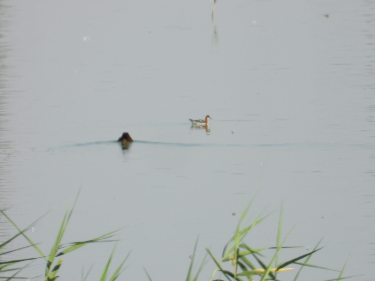 紅領瓣足鷸 - ML638717683