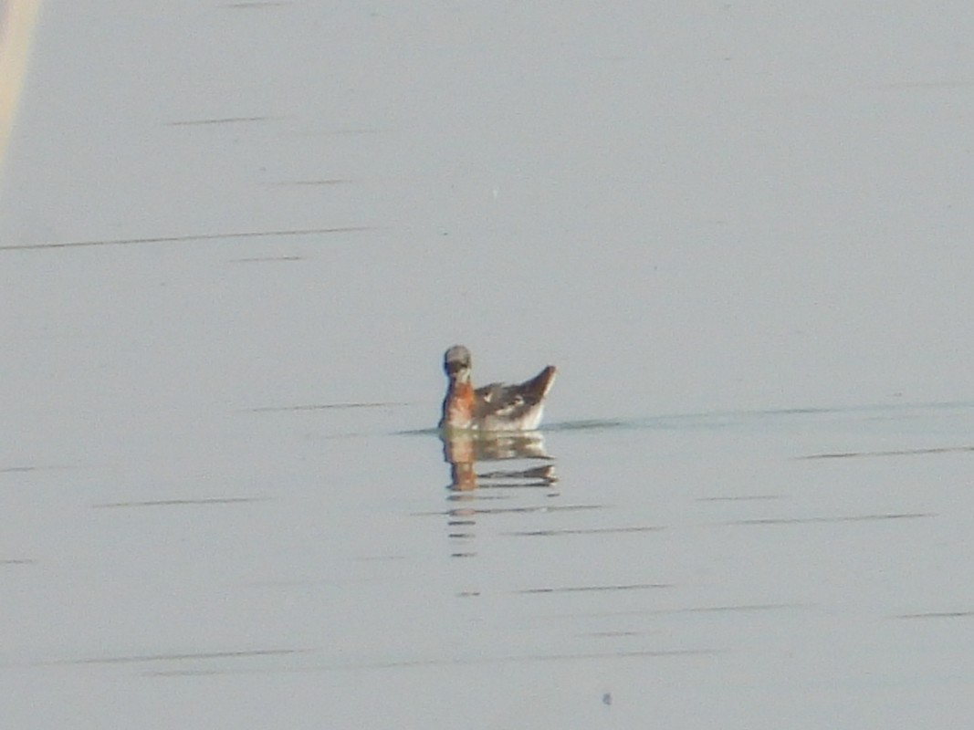 紅領瓣足鷸 - ML638717697