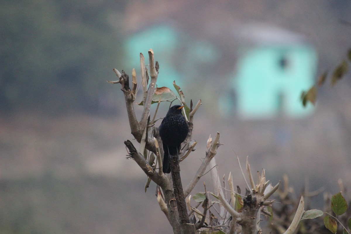 Blue Whistling-Thrush - ML638717706