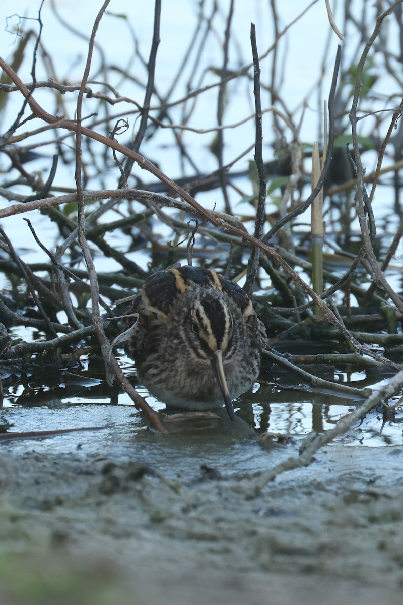 Jack Snipe - ML638717718