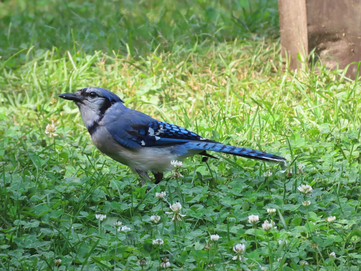 Blue Jay - ML638717733
