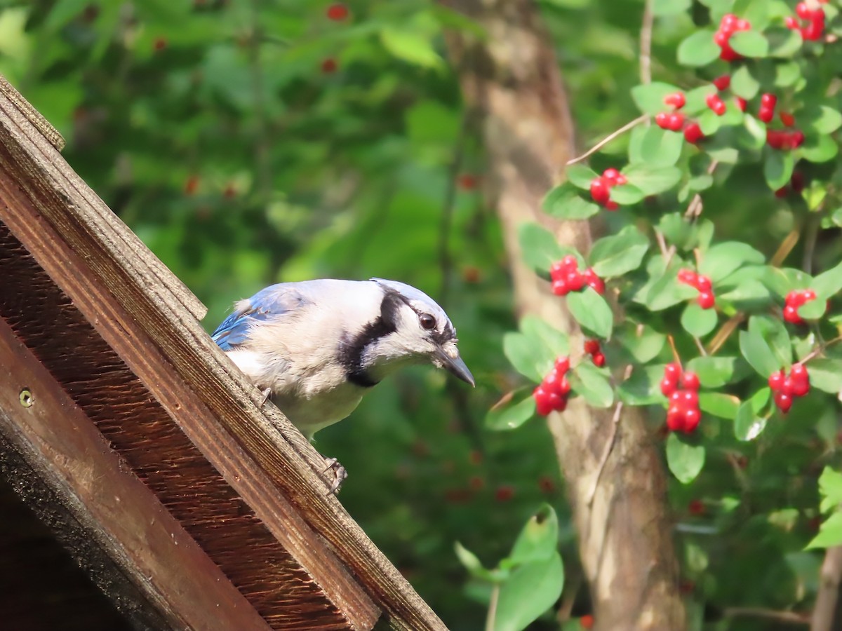 Blue Jay - ML638717738