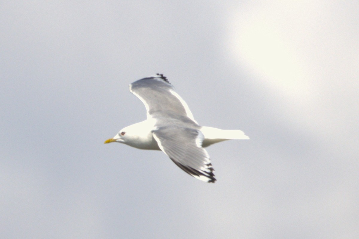 Short-billed Gull - ML638717767