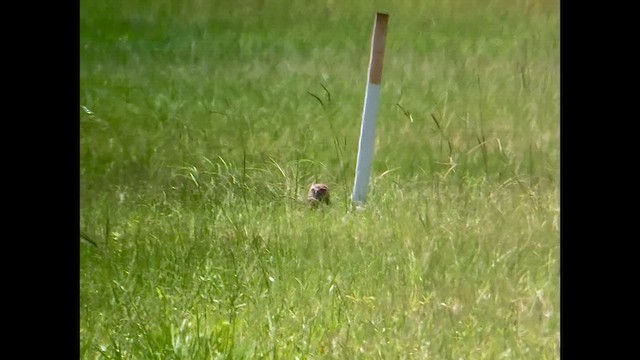 Burrowing Owl - ML638717841