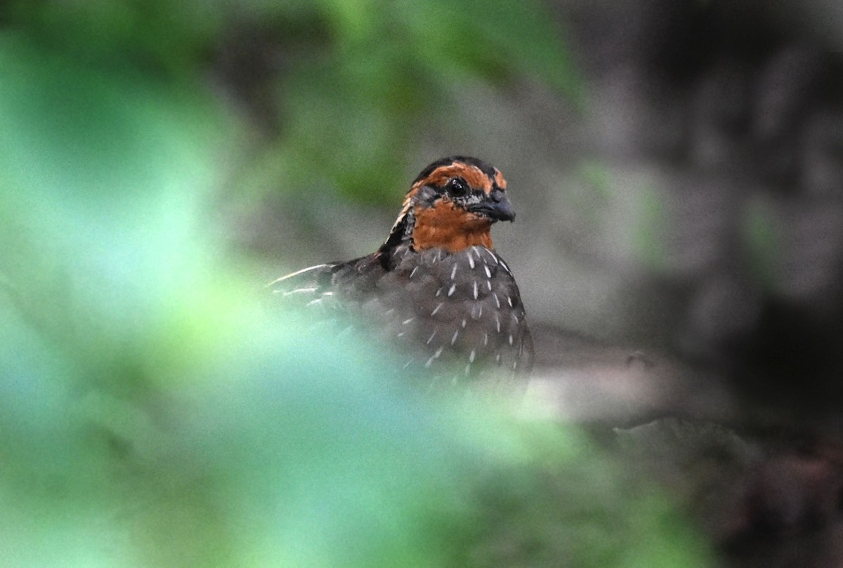 Singing Quail - ML638717847