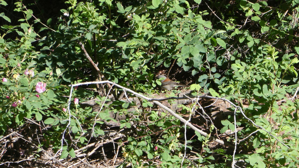 Dark-eyed Junco (Gray-headed) - ML638717855