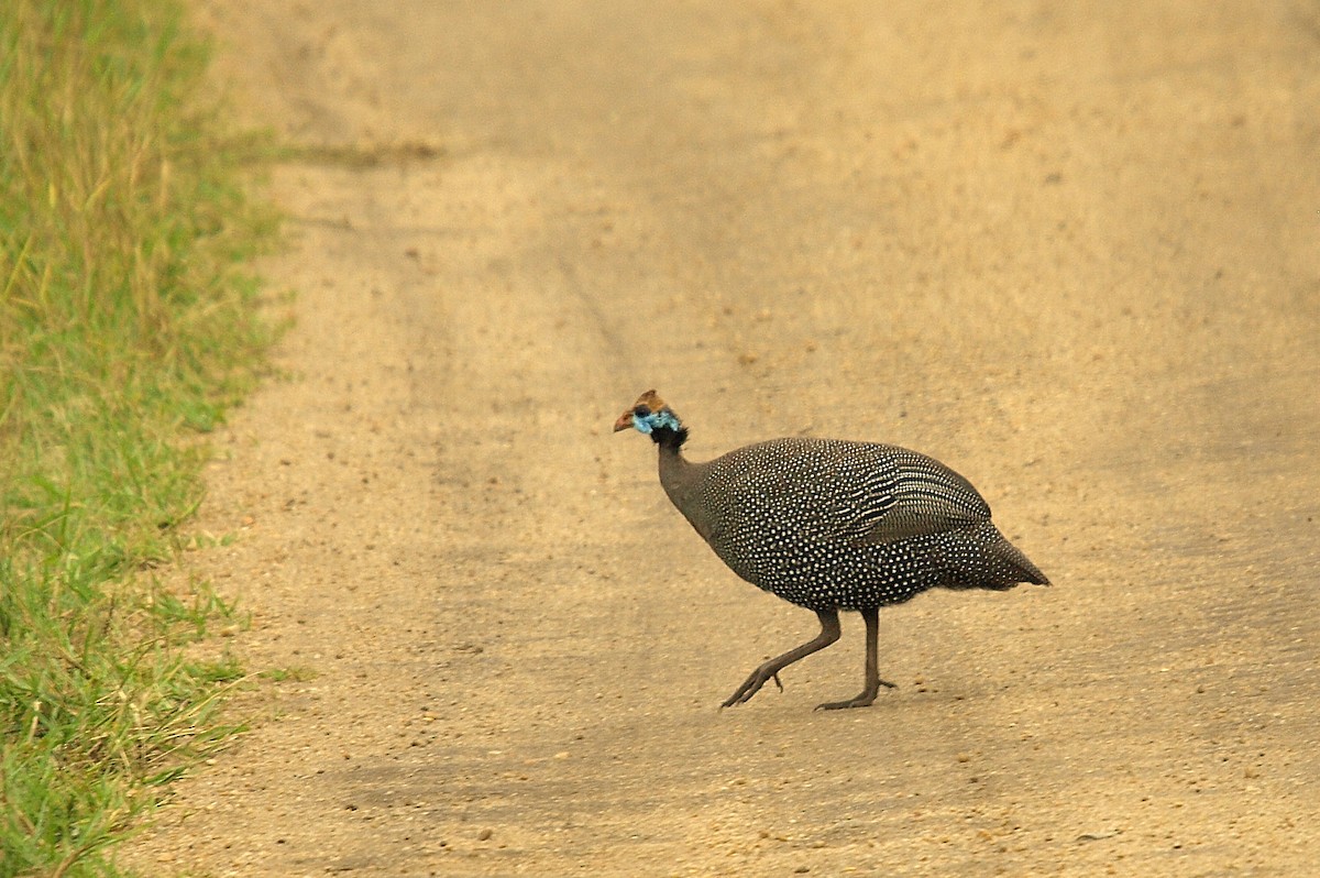 Helmeted Guineafowl - ML638717882