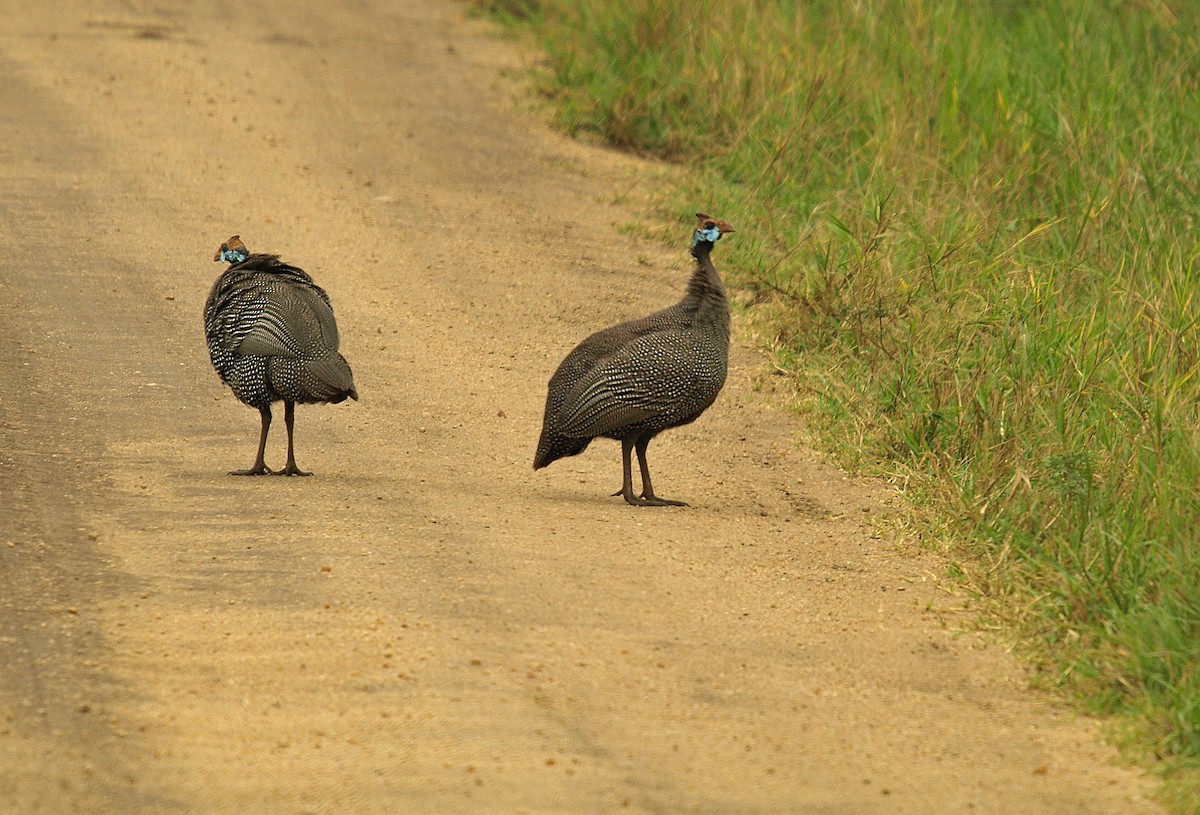 Helmeted Guineafowl - ML638717883