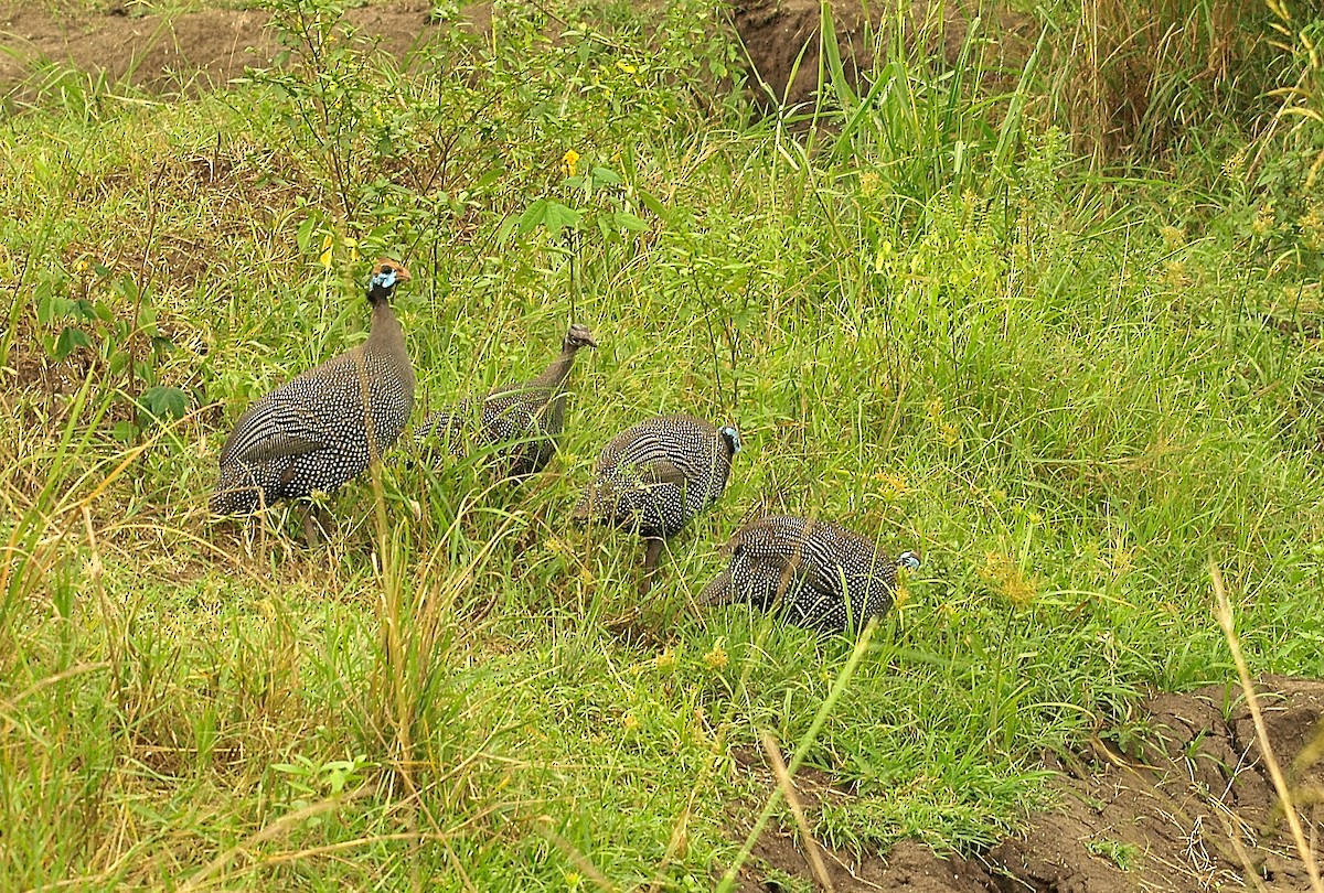 Helmeted Guineafowl - ML638717884
