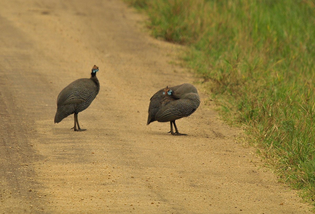 Helmeted Guineafowl - ML638717885