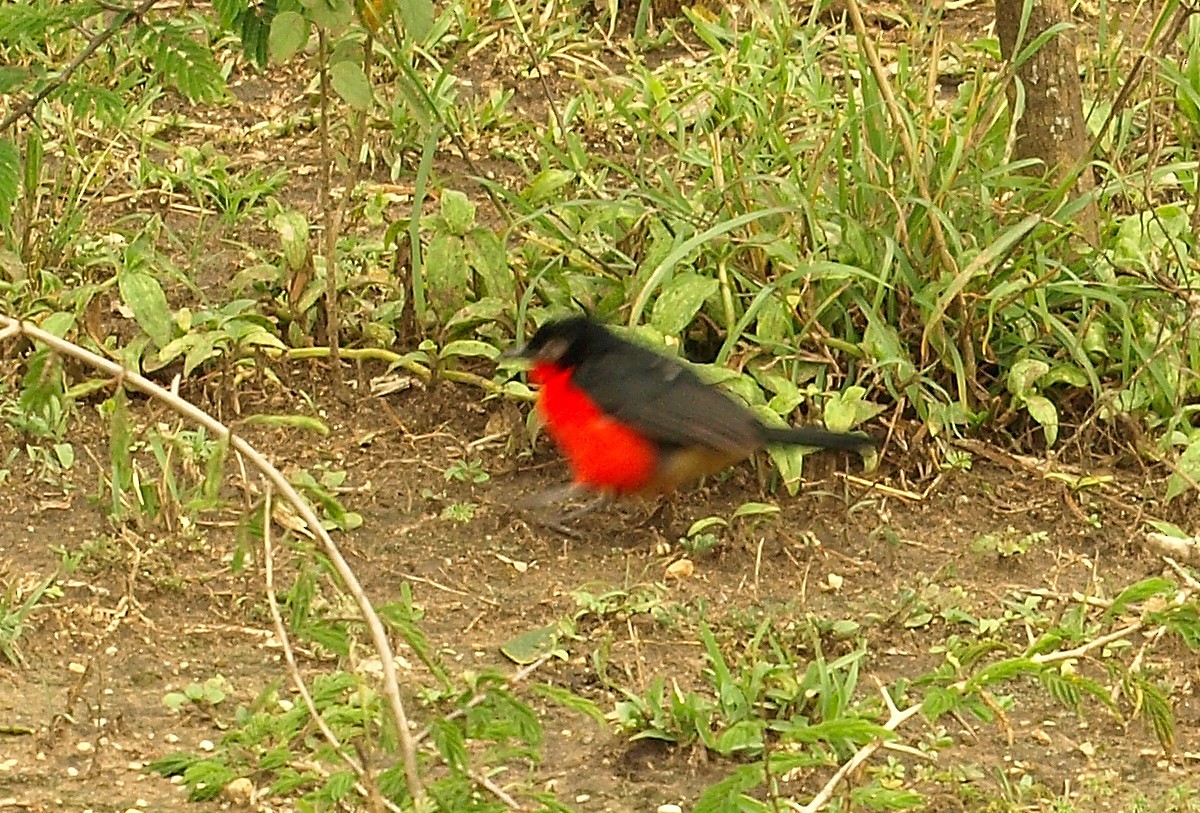 Black-headed Gonolek - ML638717892