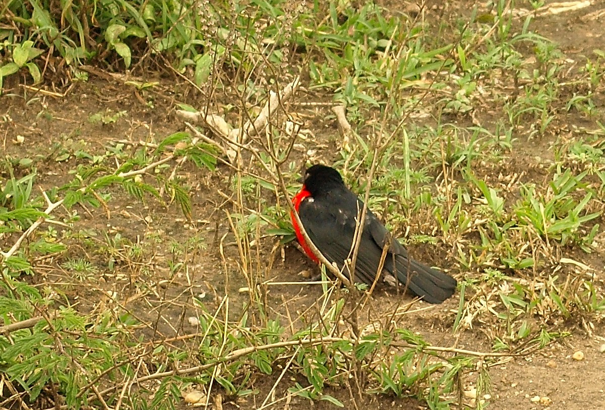Black-headed Gonolek - ML638717893