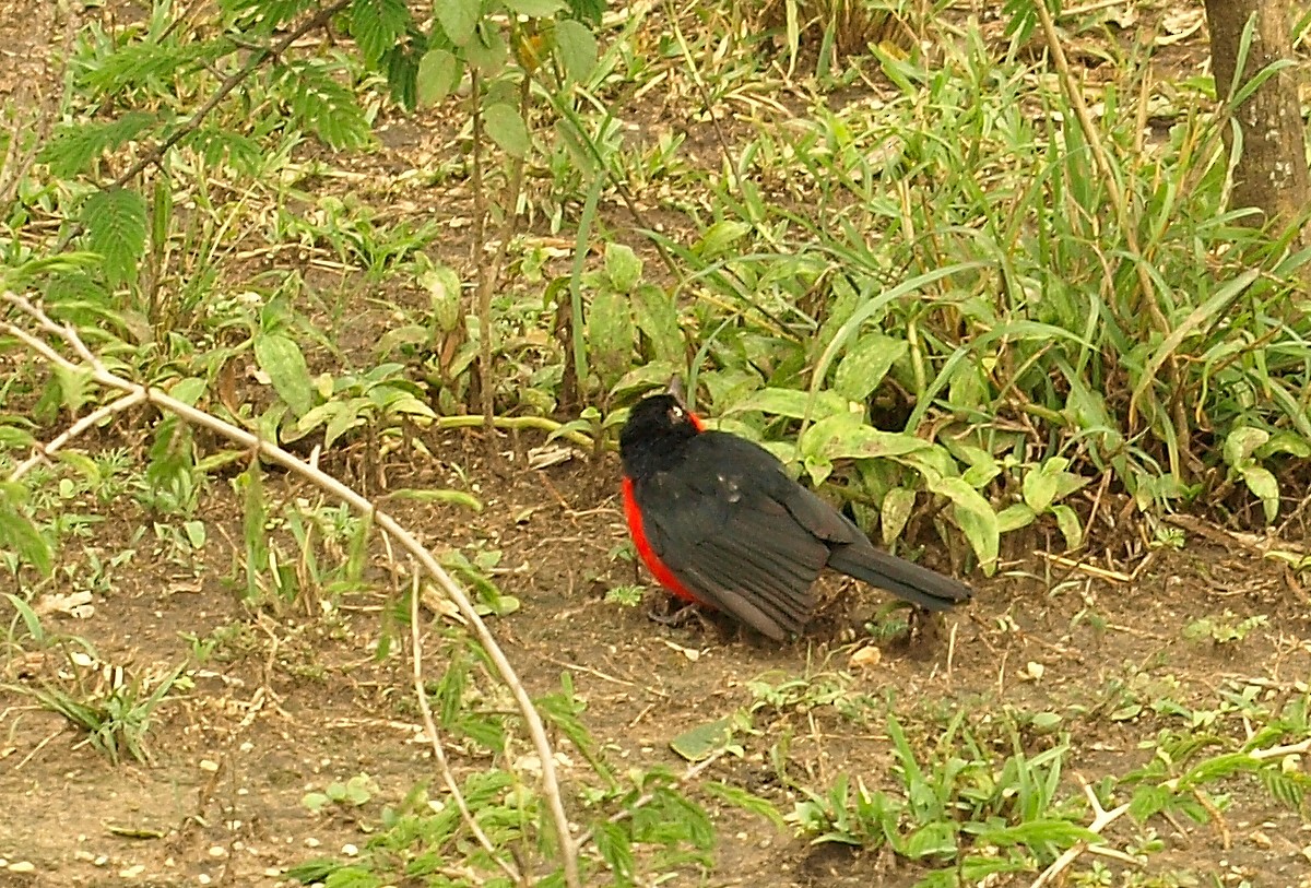 Black-headed Gonolek - ML638717894