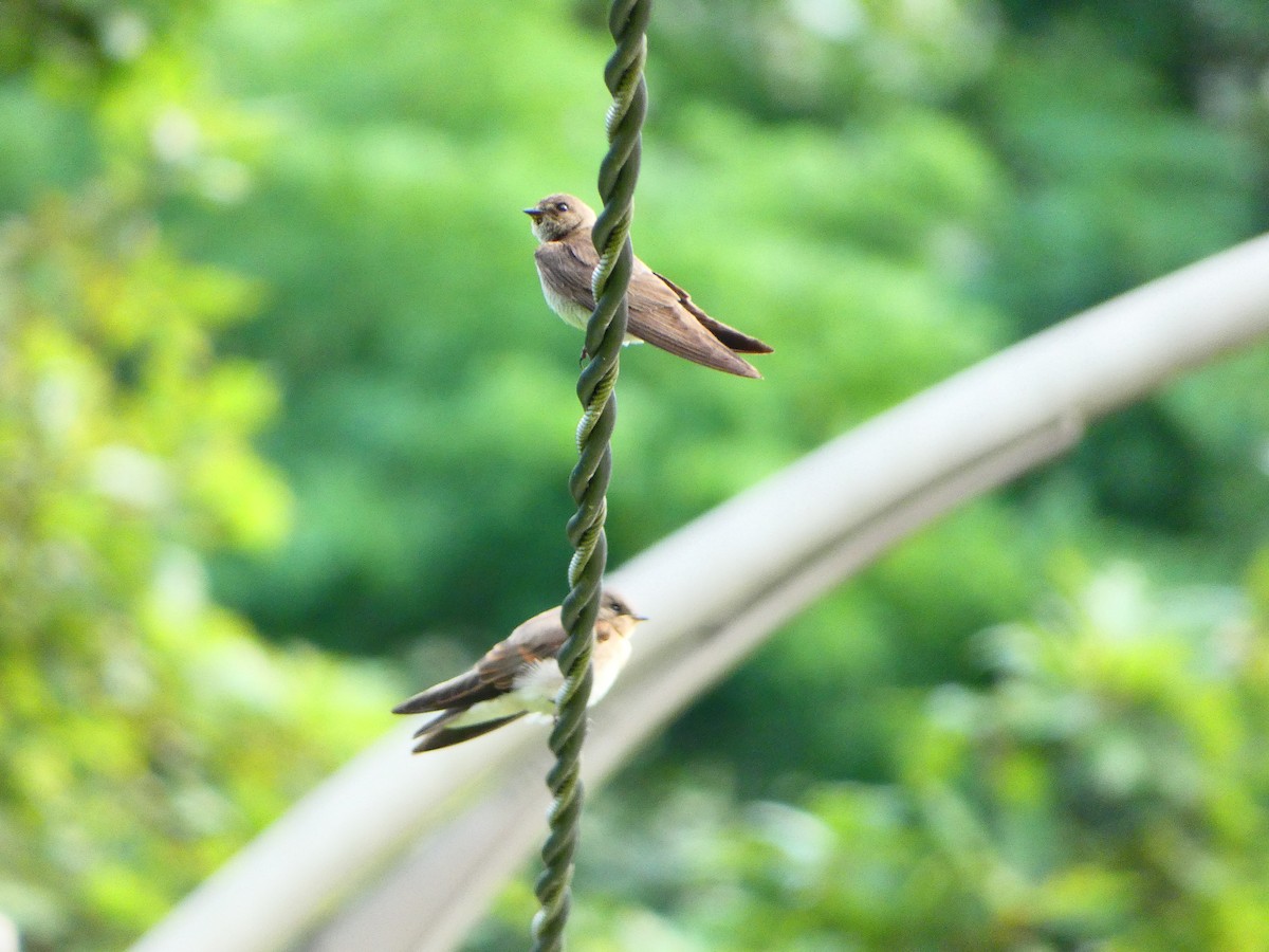 Northern Rough-winged Swallow - ML638717903