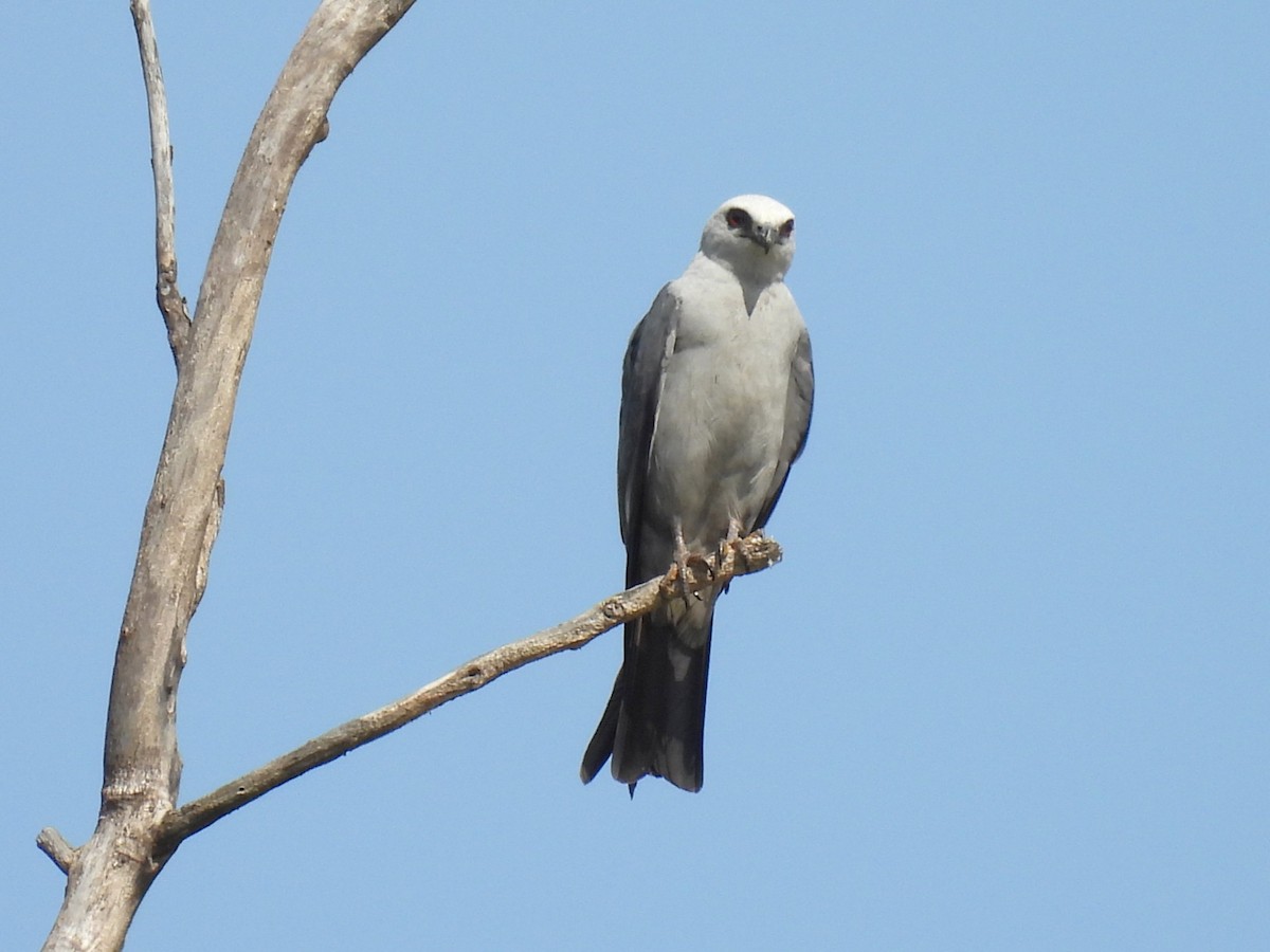 Mississippi Kite - ML638717906