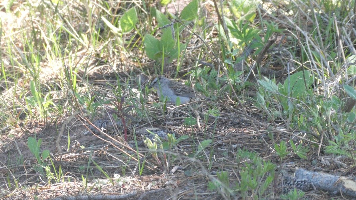 Chipping Sparrow - ML638717907