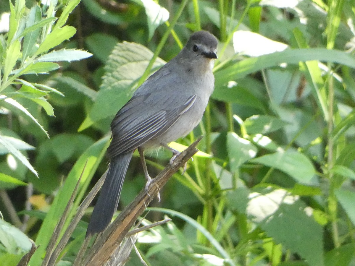 Gray Catbird - ML638717913