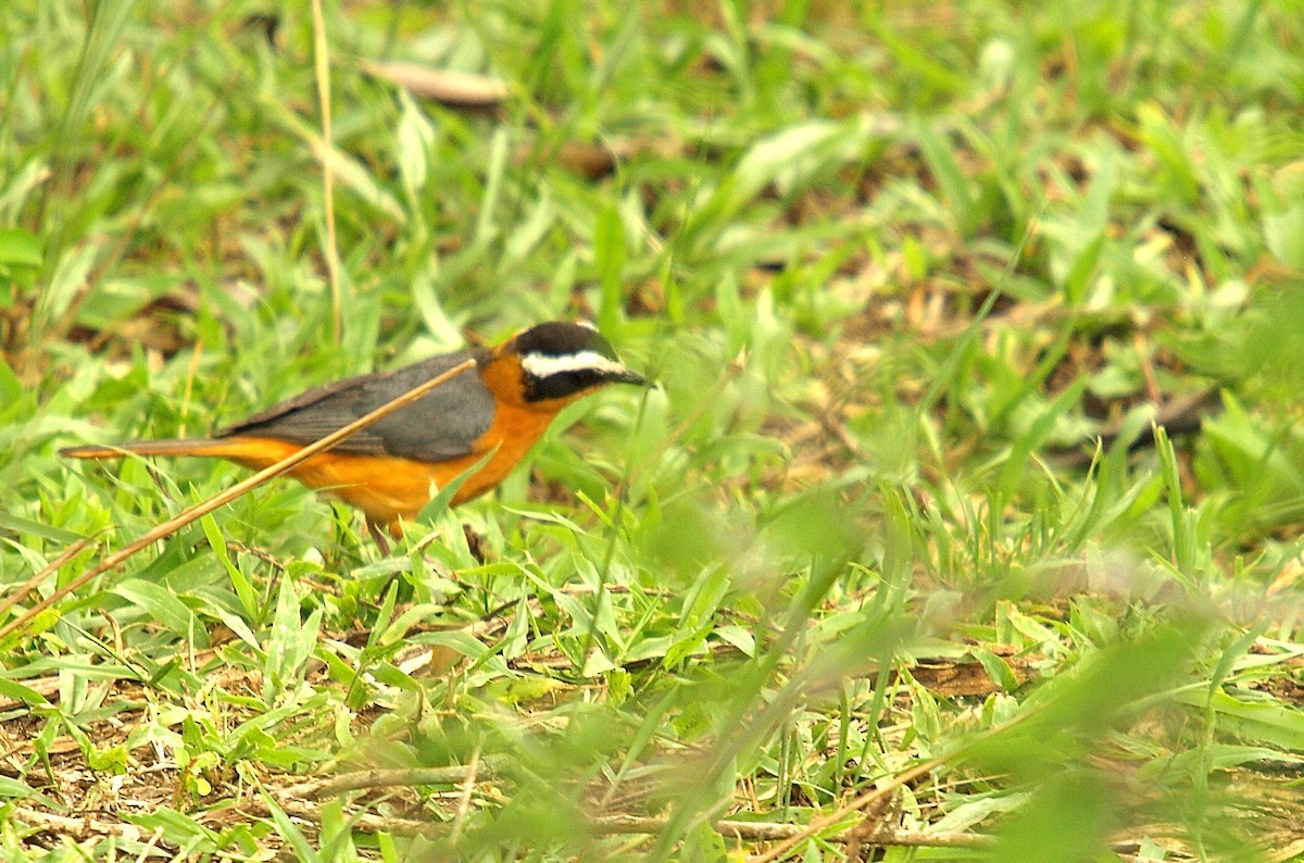 White-browed Robin-Chat - ML638717917