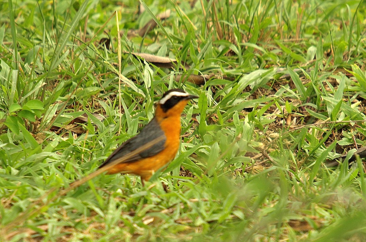 White-browed Robin-Chat - ML638717919