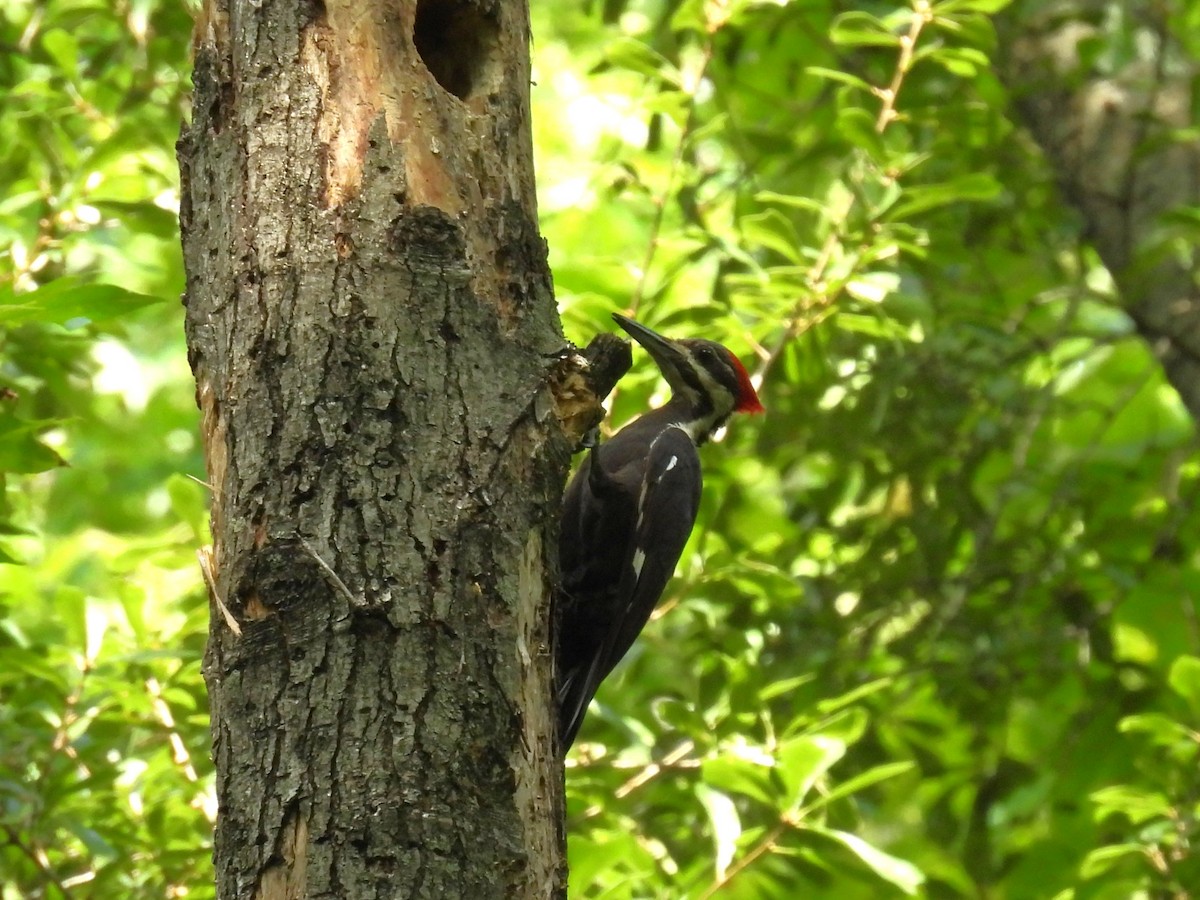 Pileated Woodpecker - ML638717921
